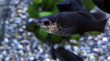 ゴールデンブラック ライヤーテールモーリーの飼い方 餌 繁殖 寿命は Road To Aquarist